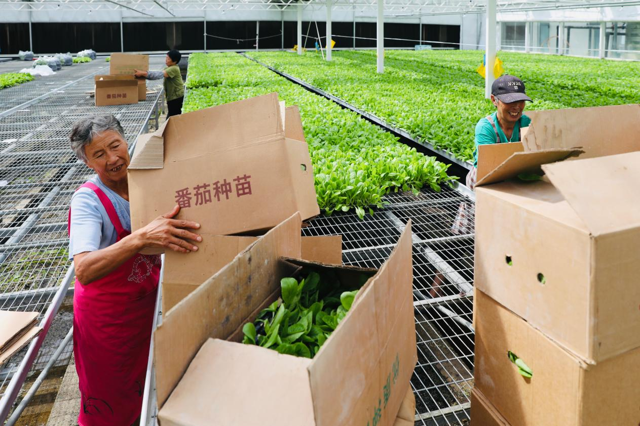 番茄种苗装箱，即将运往全国各地。刘巨雷摄