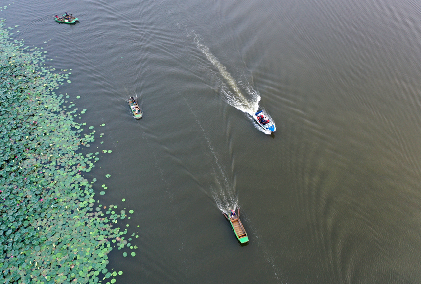 9月19日，衡水湖湖面，船只穿行荷塘水域，开启湖上捕捞。张凯摄