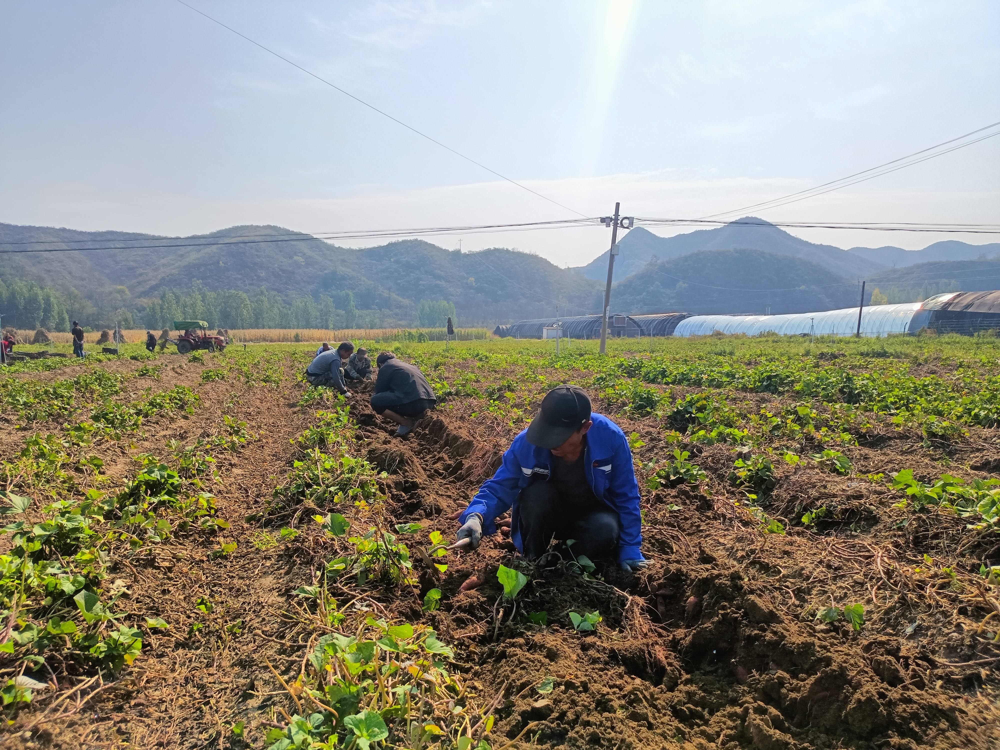 村民刨捡红薯。何新凯摄