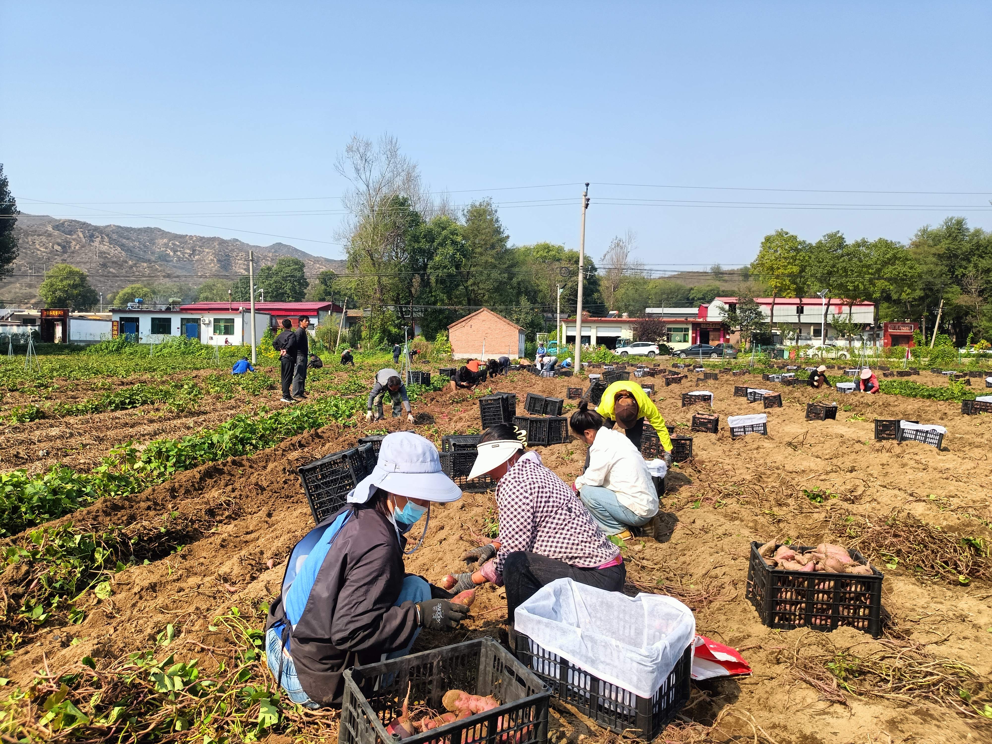村民在田间劳作。何新凯摄
