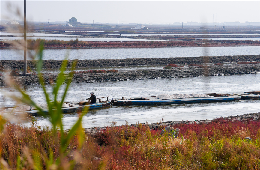 在唐山市曹妃甸區南堡鹽場，運鹽船在河道來往穿梭。盧銘攝