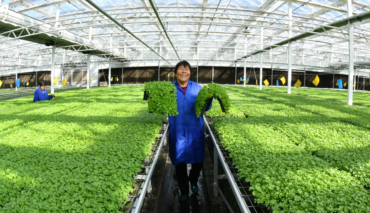 10月13日，工作人员在肃宁县万里镇一家蔬菜专业合作社育苗大棚内工作。苑立伟摄