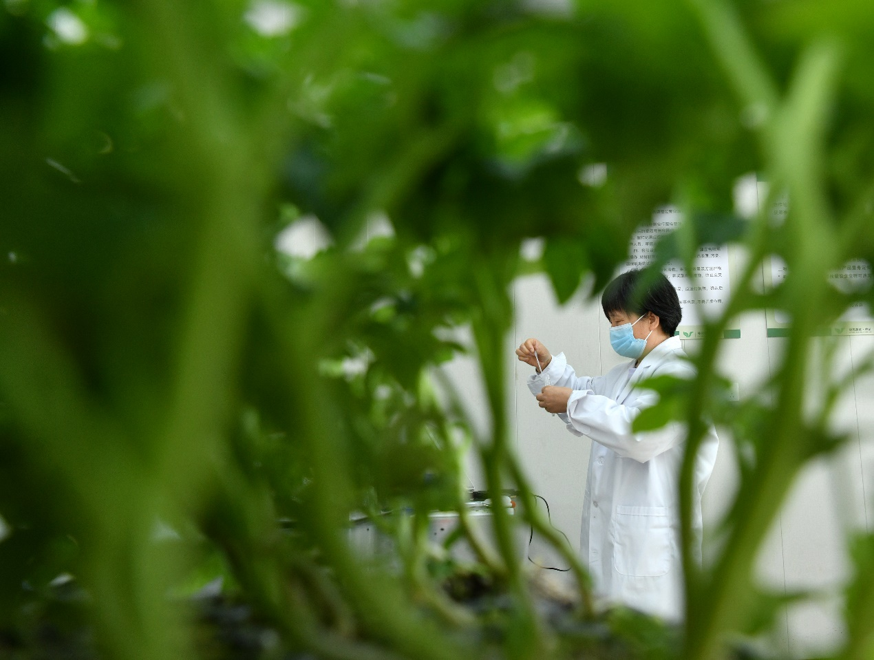 10月13日，技术人员在肃宁县万里镇一家蔬菜专业合作社实验室内工作。苑立伟摄
