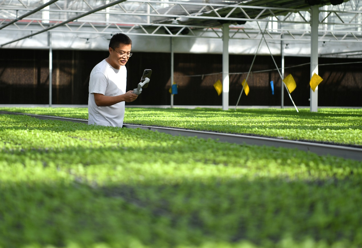 10月13日，一名主播在肃宁县万里镇一家蔬菜专业合作社育苗大棚内，利用直播平台推介蔬菜种苗。苑立伟摄