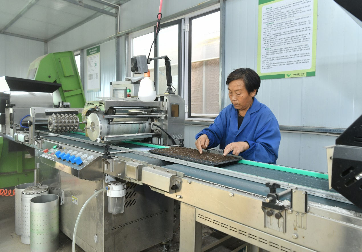 10月13日，工作人员在肃宁县万里镇一家蔬菜专业合作社育苗播种室播种。苑立伟摄
