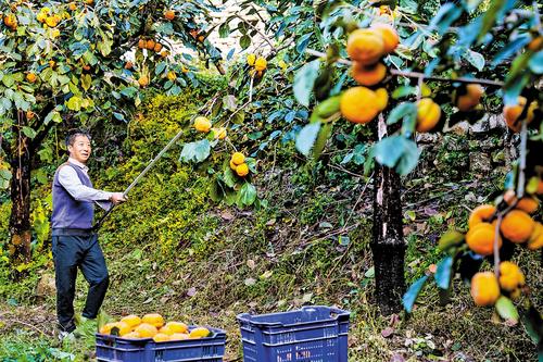 10月28日，张宝树在采摘柿子。