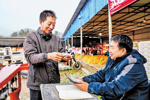 10月28日，张宝树（左）清点卖柿子钱。